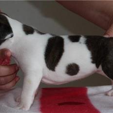 Amerikansk staffordshire terrier DKK For Your Eyes Only 