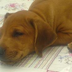 Rhodesian ridgeback Basse