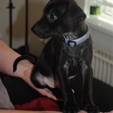 Blanding af racer Bailey