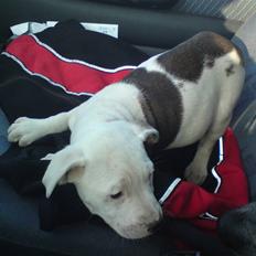 Blanding af racer Bella