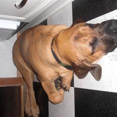 Boerboel Rathmanns Mads