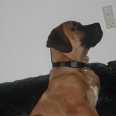 Boerboel Rathmanns Mads