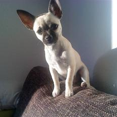 Chihuahua Loui