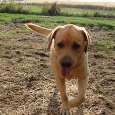 Labrador retriever Buster (himmelhund)
