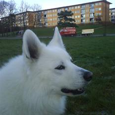 Samojedhund Felix<3solgt til internat