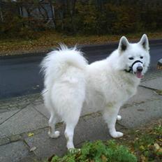Samojedhund Felix<3solgt til internat