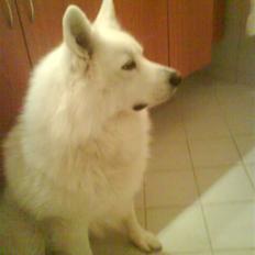 Samojedhund Felix<3solgt til internat