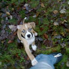 Amerikansk staffordshire terrier Buffy