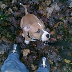 Amerikansk staffordshire terrier Buffy