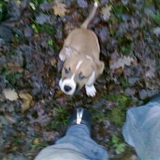 Amerikansk staffordshire terrier Buffy