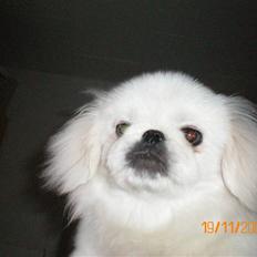 Pekingeser Daisy R.I.P