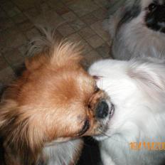 Pekingeser Daisy R.I.P