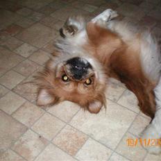 Pekingeser Bonnie - Himmelhund 