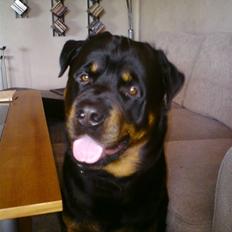 Rottweiler Heitah`s Rolex