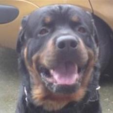 Rottweiler Heitah`s Rolex