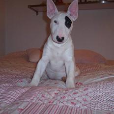 Bullterrier Ozzy - Alaysius - RIP
