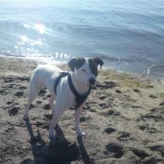 Amerikansk staffordshire terrier Goldie