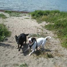 Amerikansk staffordshire terrier Goldie