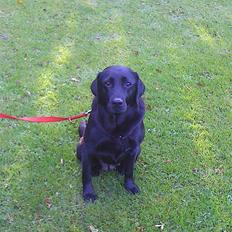 Labrador retriever Laika