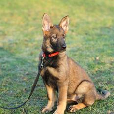 Schæferhund Scharif's Amy R.I.P