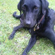 Labrador retriever Leica