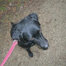 Labrador retriever Leica