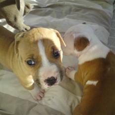 Amerikansk staffordshire terrier Laica