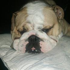Engelsk bulldog Gizmo