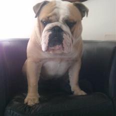 Engelsk bulldog Gizmo