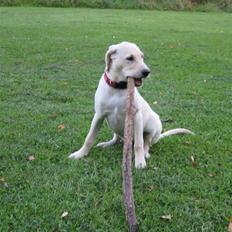 Labrador retriever Buller