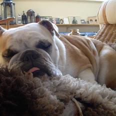 Engelsk bulldog Whiskey - z Mostowego Sadu