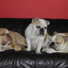 Engelsk bulldog Whiskey - z Mostowego Sadu