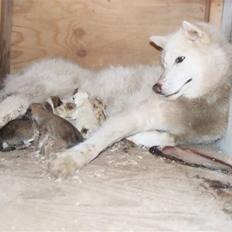 Grønlandshund R.I.P.>Qaqo