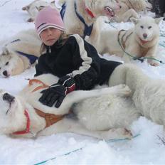 Grønlandshund R.I.P.>Qaqo