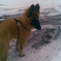 Blanding af racer Chigo