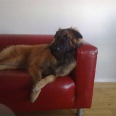 Blanding af racer Chigo