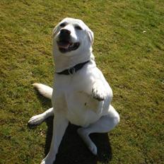 Labrador retriever Max