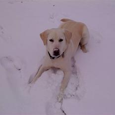 Labrador retriever Max