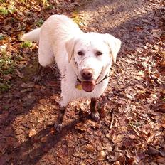 Labrador retriever Max