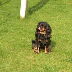 Cavalier king charles spaniel - Chilli - 3 år