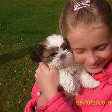 Shih tzu Lucca
