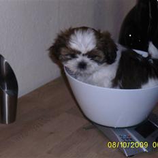 Shih tzu Lucca