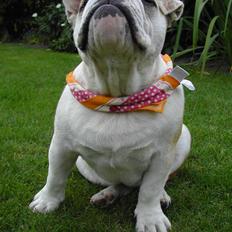 Engelsk bulldog Whiskey - z Mostowego Sadu