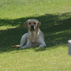 Labrador retriever Balder 