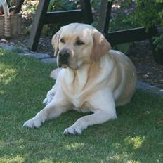 Labrador retriever Balder 