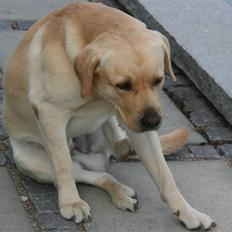 Labrador retriever Balder 