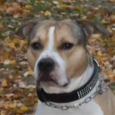 Amerikansk staffordshire terrier Pablo