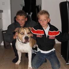 Amerikansk staffordshire terrier Pablo