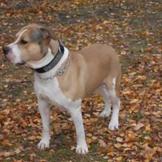 Amerikansk staffordshire terrier Pablo