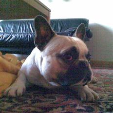 Fransk bulldog Buller